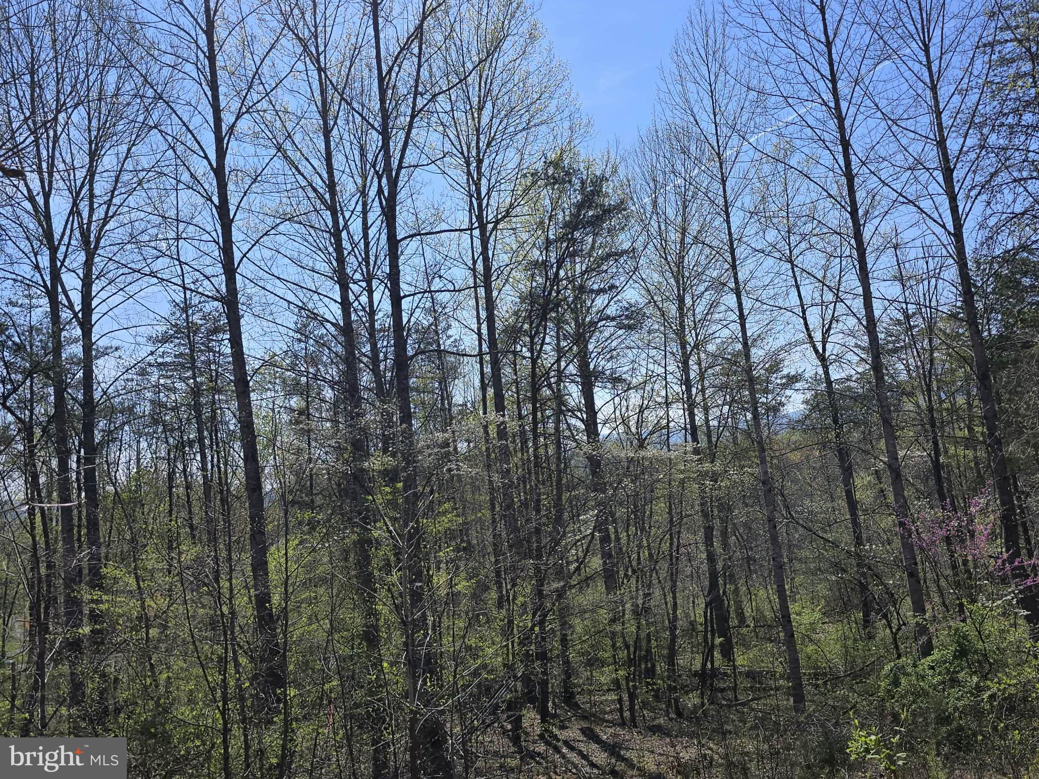 Lot 2 South F T Valley Road Madison, VA 22727 - Photo 10 of 18