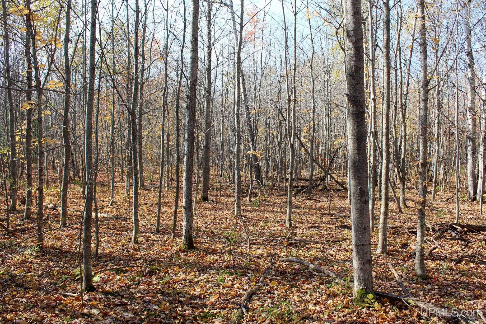 Tbd Pike River Road Chassell, MI 49916 - Photo 27 of 57 Gallery Image 27