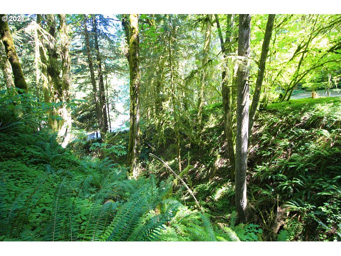 71550 Fishhawk Road Birkenfeld, OR 97016 - Photo 27 of 32 Gallery Image 27