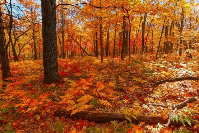 $58,000 | Tbd Lot #2 Tbd Trail, Iron River, WI 54847