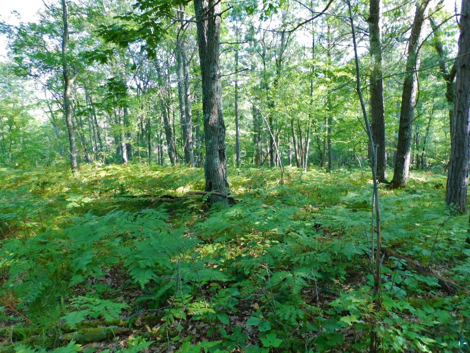 Tbd Lot #2 Tbd Trail Iron River, WI 54847 - Photo 5 of 8 View of local wilderness