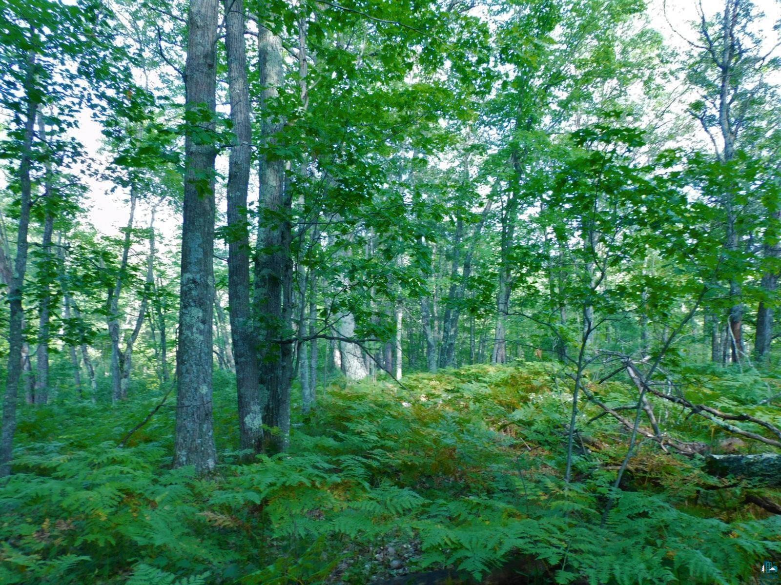 Tbd Lot #2 Tbd Trail Iron River, WI 54847 - Photo 6 of 8 View of nature