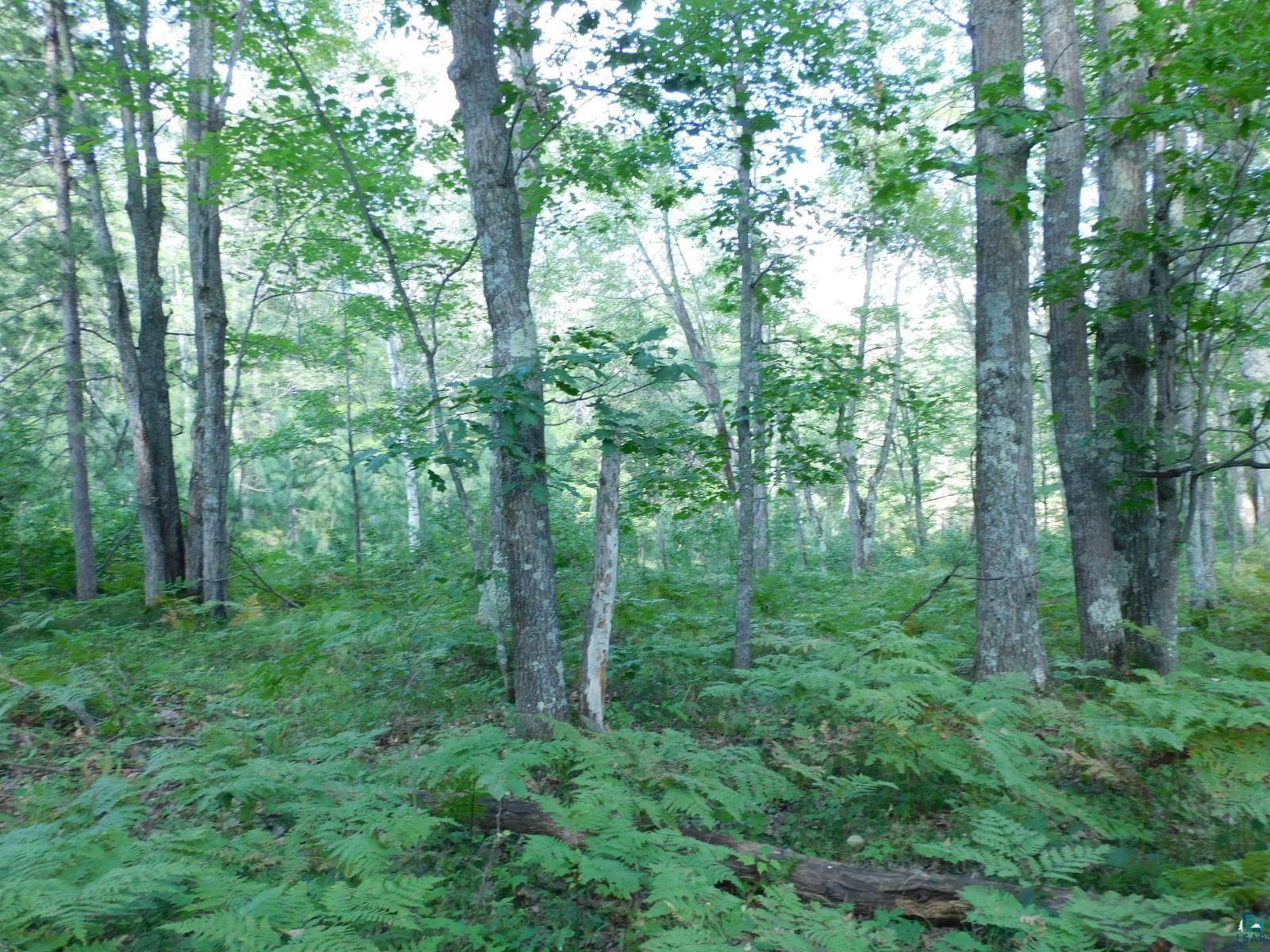 Tbd Lot #2 Tbd Trail Iron River, WI 54847 - Photo 7 of 8 View of local wilderness