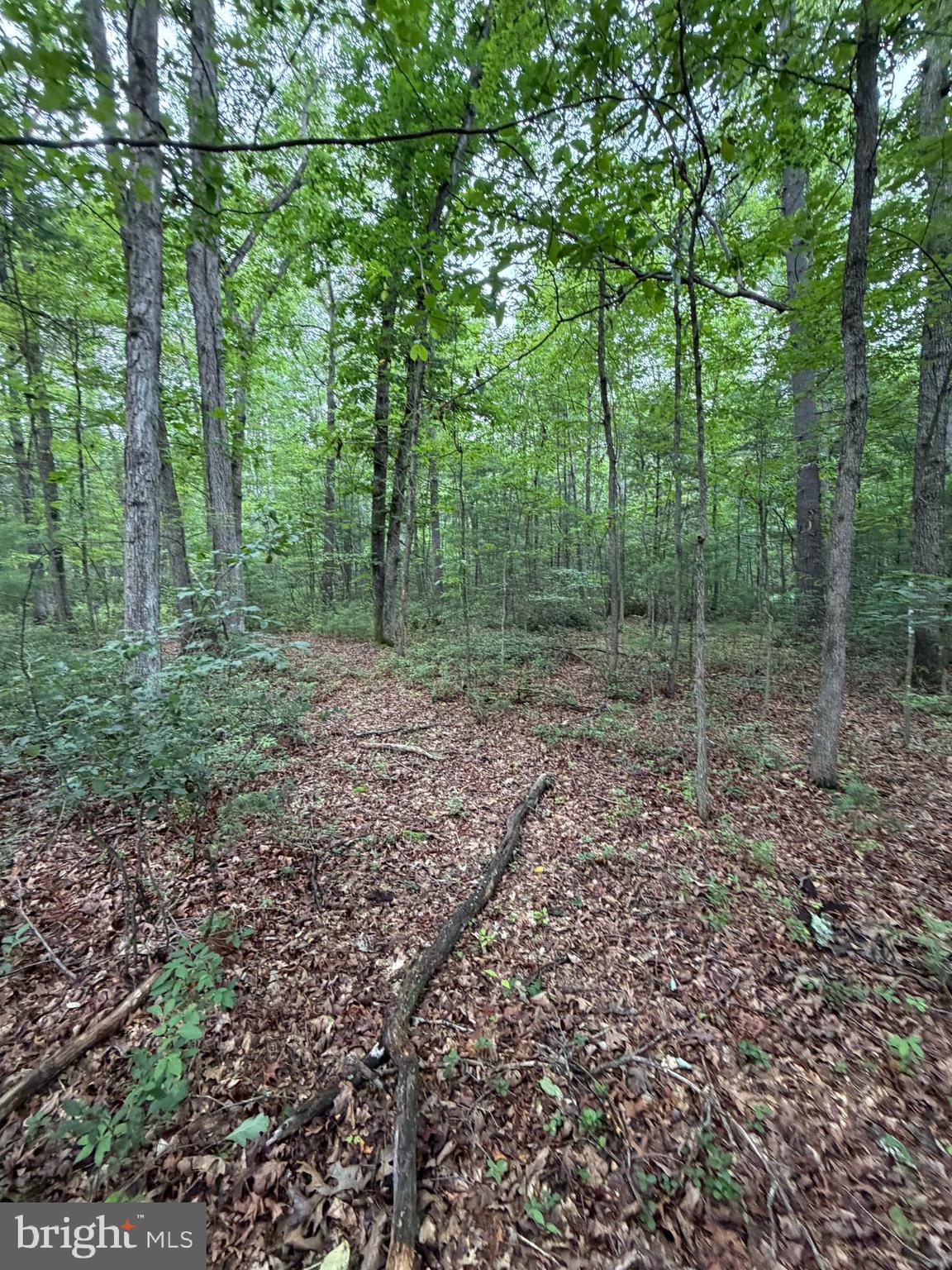 Lot 8-2ac Lot 8-2ac Grizzly Road Mathias, WV 26812 - Photo 9 of 18