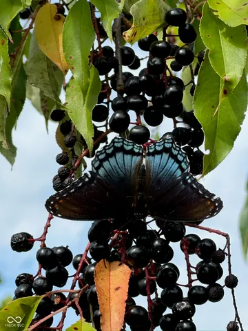 $975,000 | 12734 North Waters Edge Drive, Camby, IN 46113