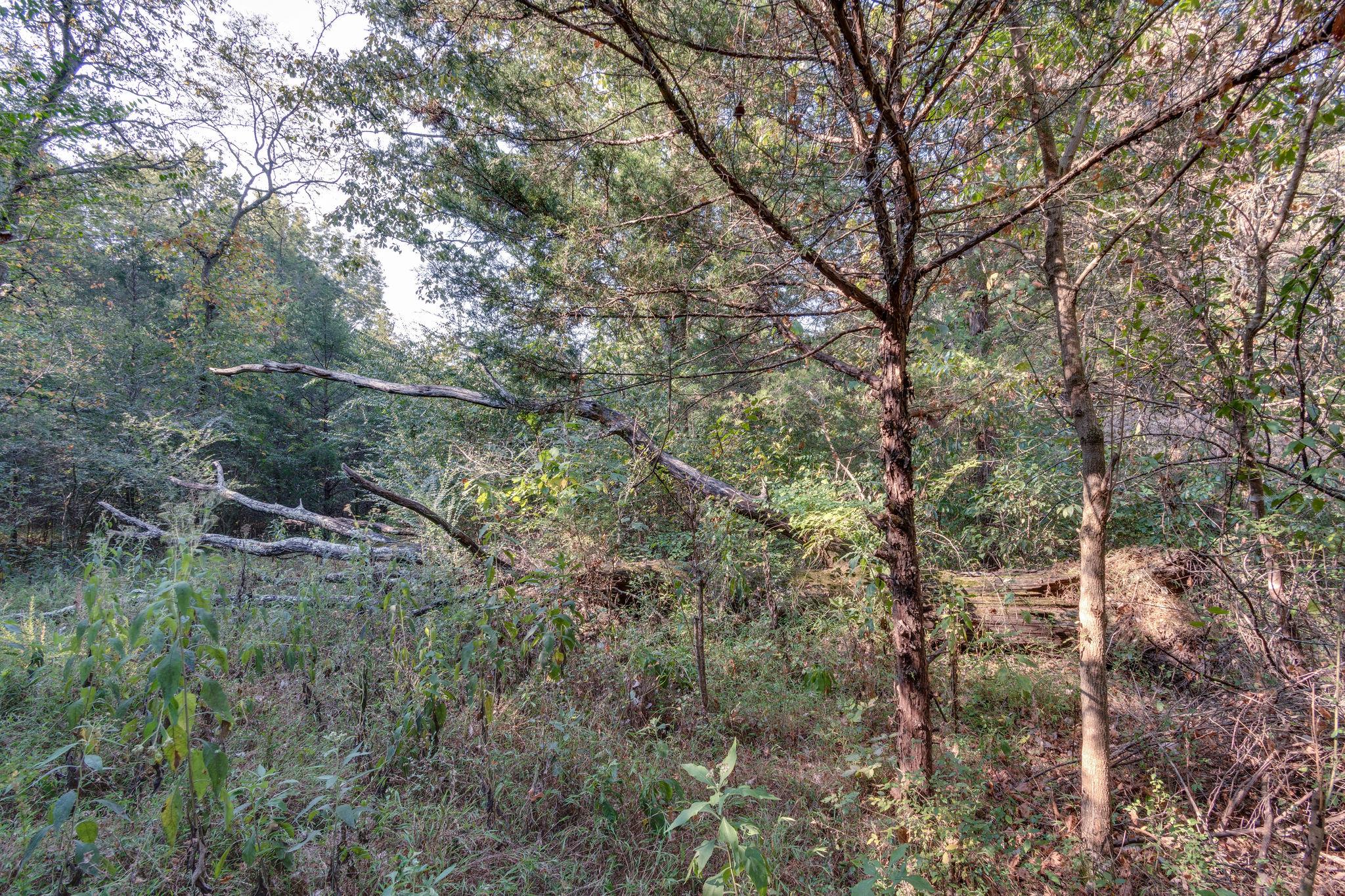 1452 Iron Bridge Road Columbia, TN 38401 - Photo 15 of 19 a view of a forest with a tree