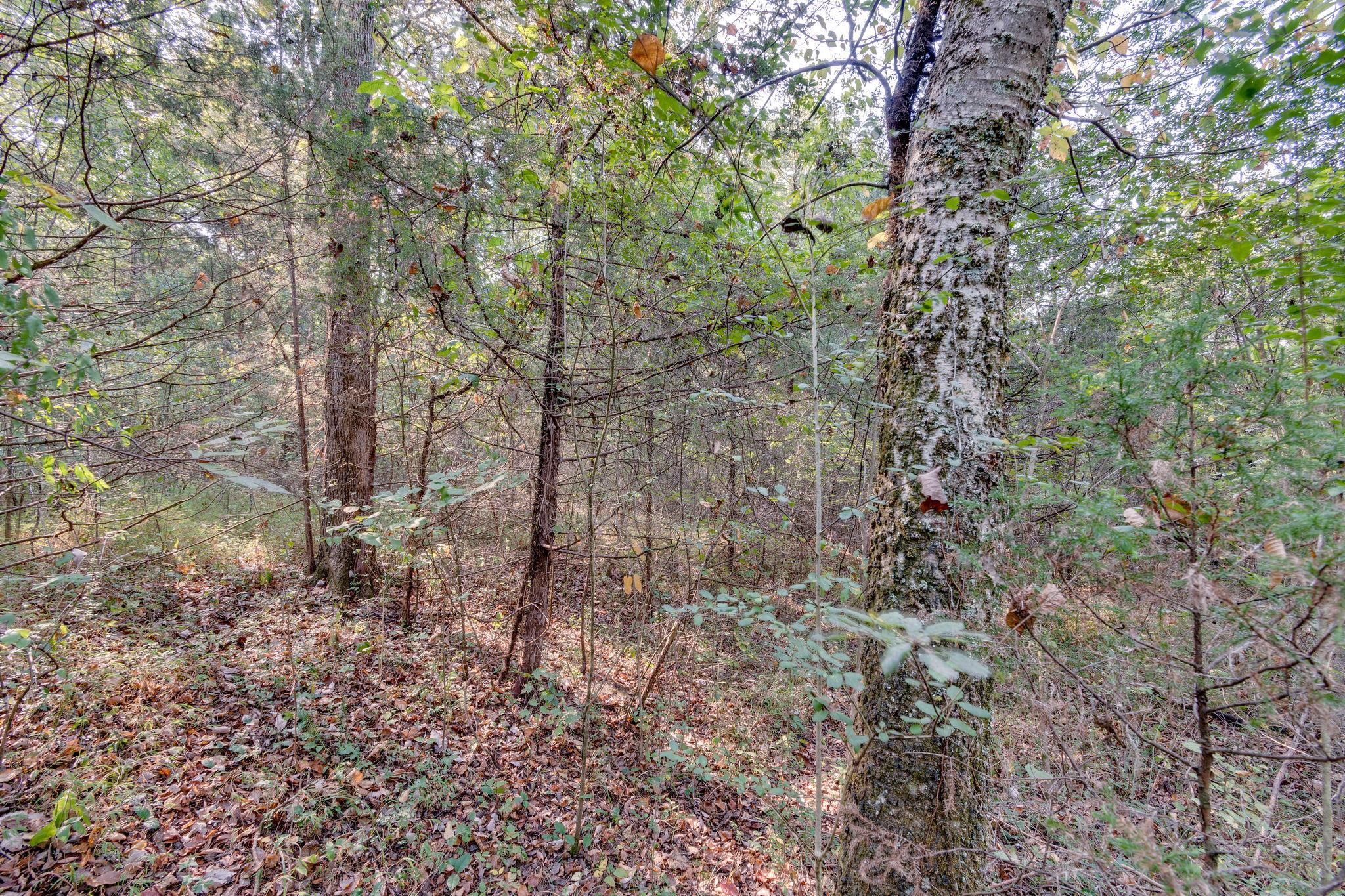 1452 Iron Bridge Road Columbia, TN 38401 - Photo 16 of 19 a view of a forest that has a tree