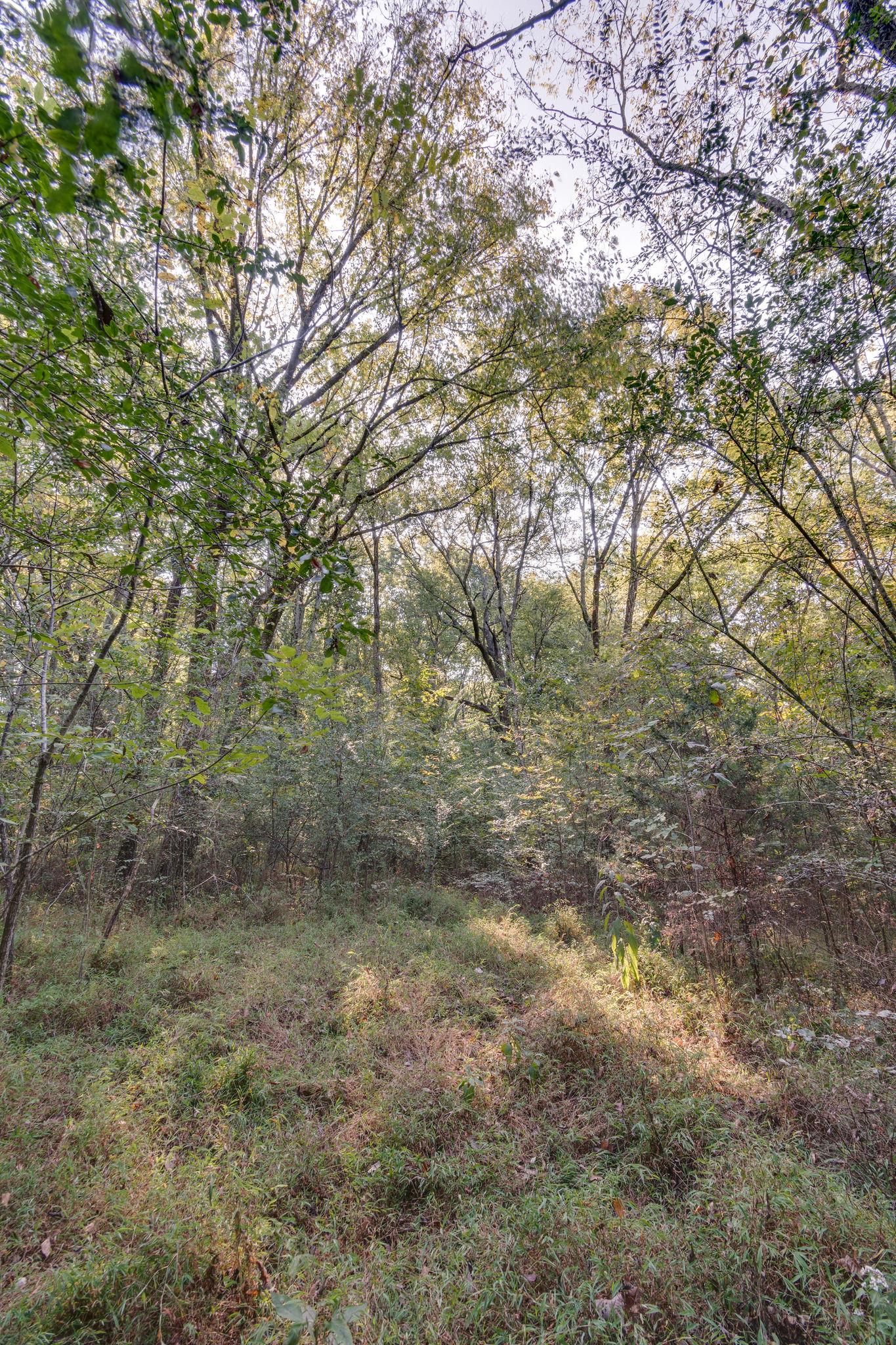 1452 Iron Bridge Road Columbia, TN 38401 - Photo 17 of 19 a big yard with lots of bushes