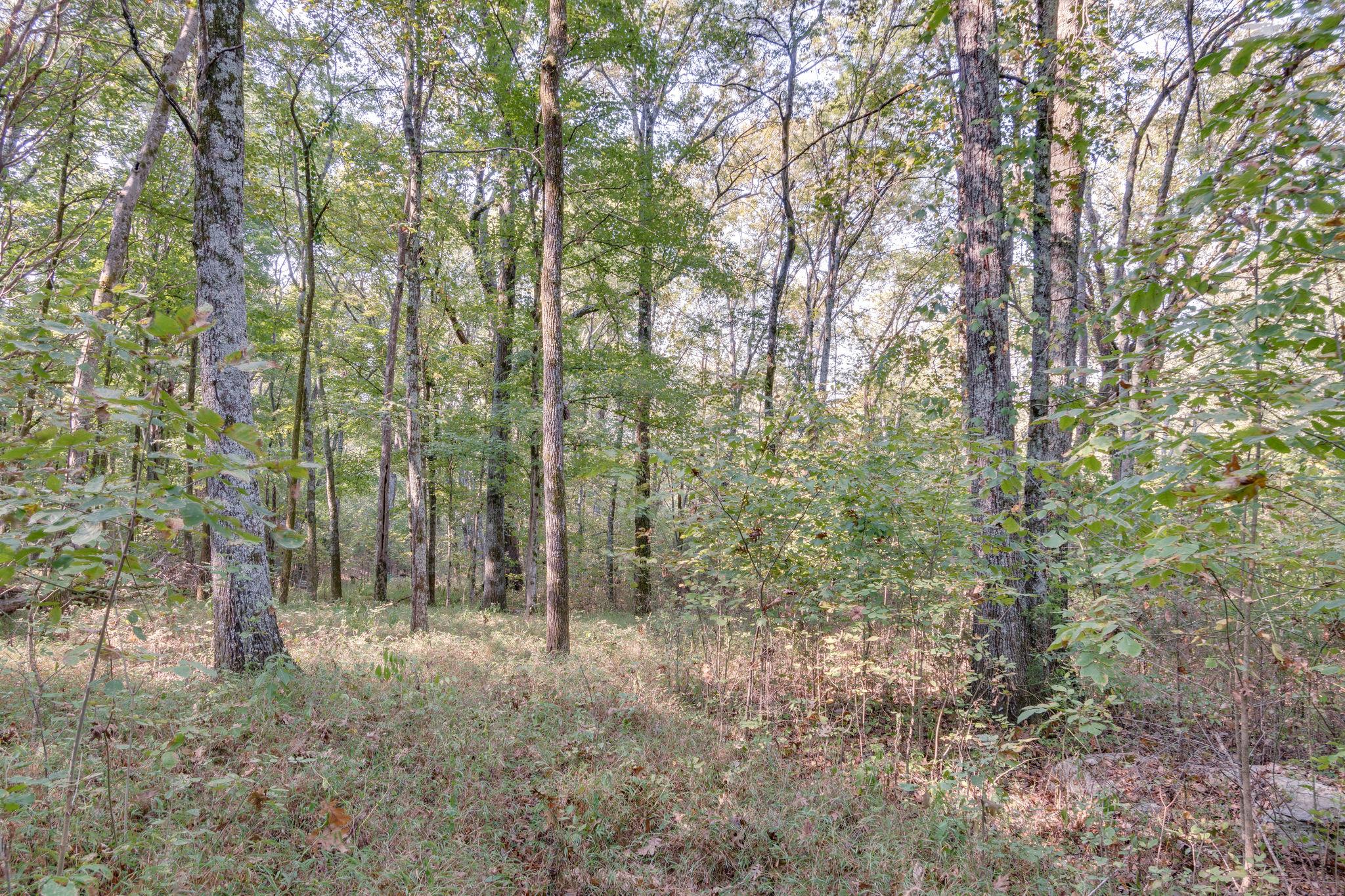 1452 Iron Bridge Road Columbia, TN 38401 - Photo 18 of 19 a view of a forest with trees in the background