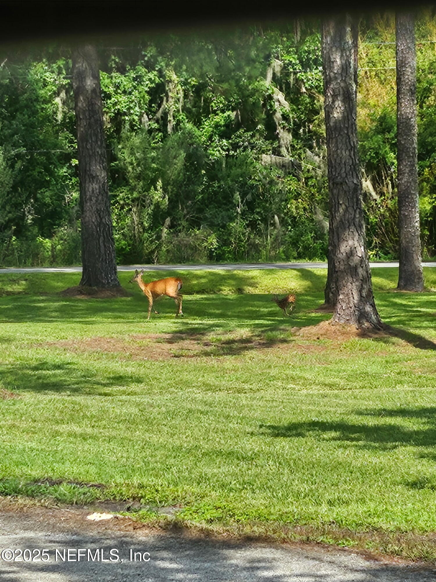 2555 Quail Roost Road Middleburg, FL 32068 - Photo 53 of 55 2
