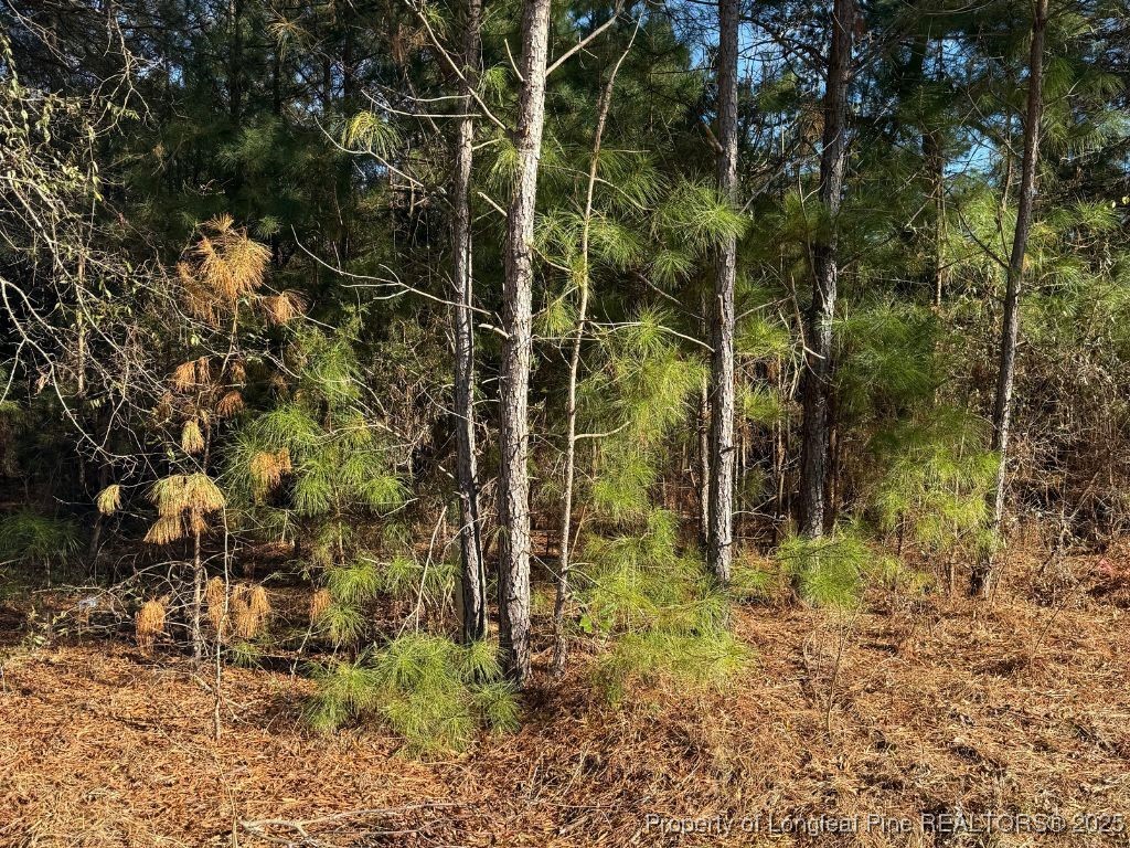 3237 Old Stage Road South Erwin, NC 28339 - Photo 4 of 6 a view of a forest