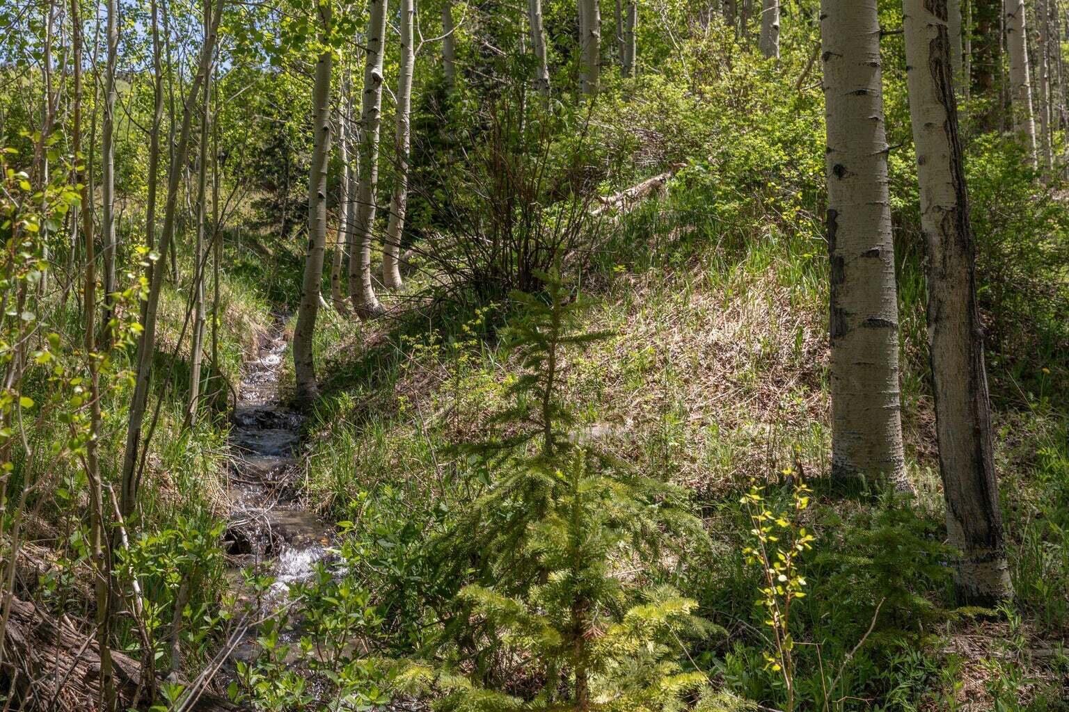 2-4 Elk Run Telluride, CO 81435 - Photo 7 of 7 a view of a forest