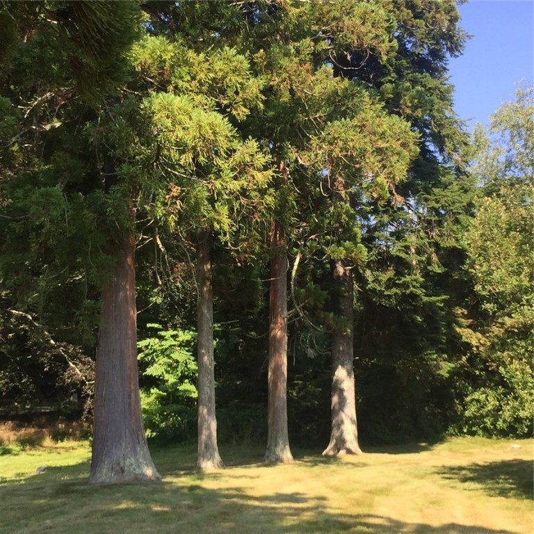 54 Hammersmith Road Newport, RI 02840 - Photo 13 of 17 Lovely stately trees