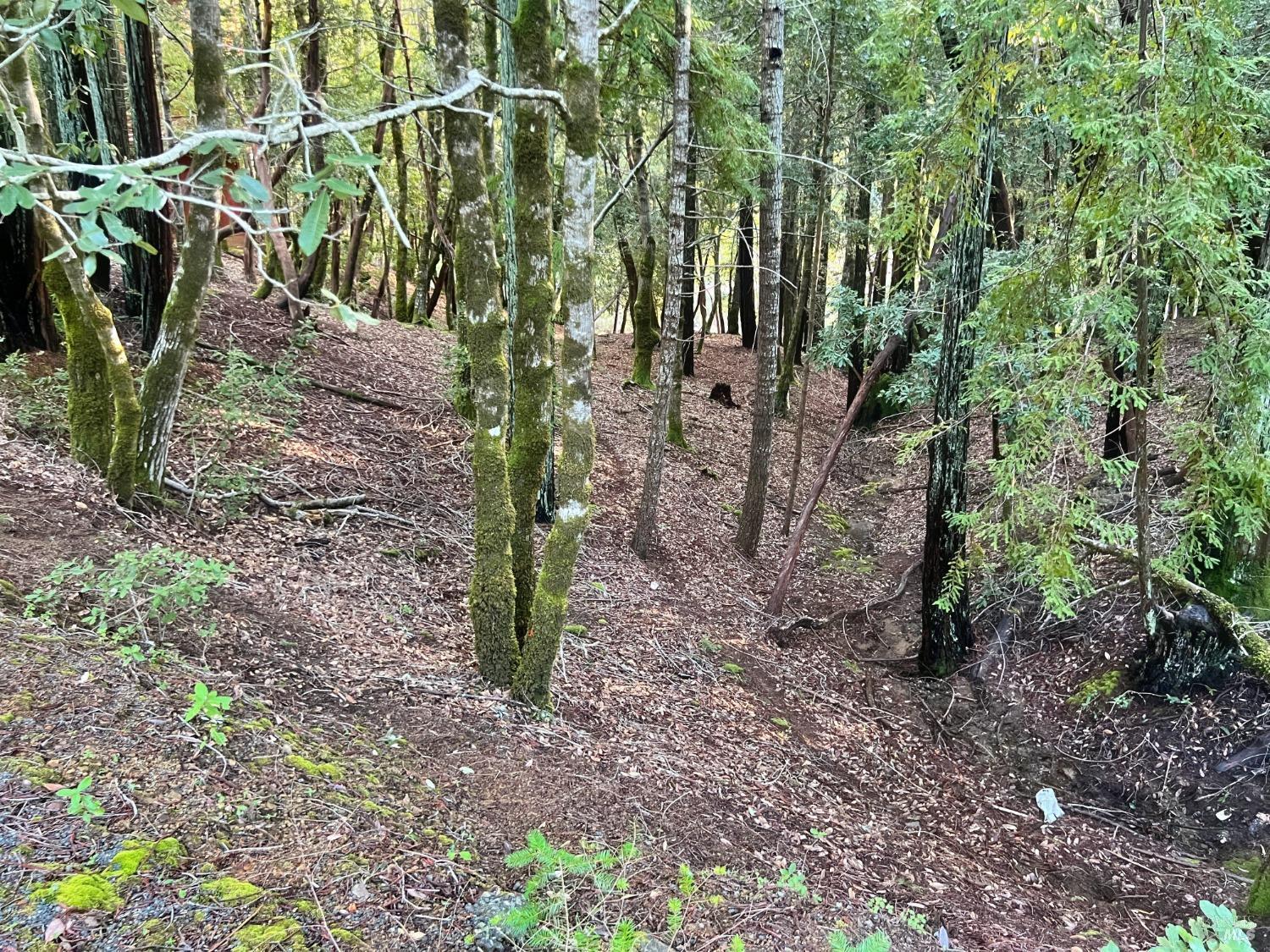 26075 Poppy Drive Willits, CA 95490 - Photo 1 of 1 a view of a yard with plants and large trees