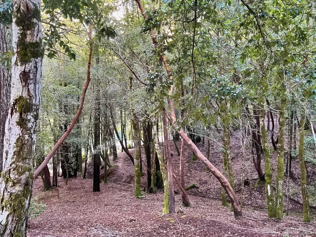 $5,500 | 26075 Poppy Drive, Willits, CA 95490