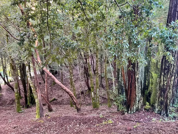 $5,500 | 26075 Poppy Drive, Willits, CA 95490