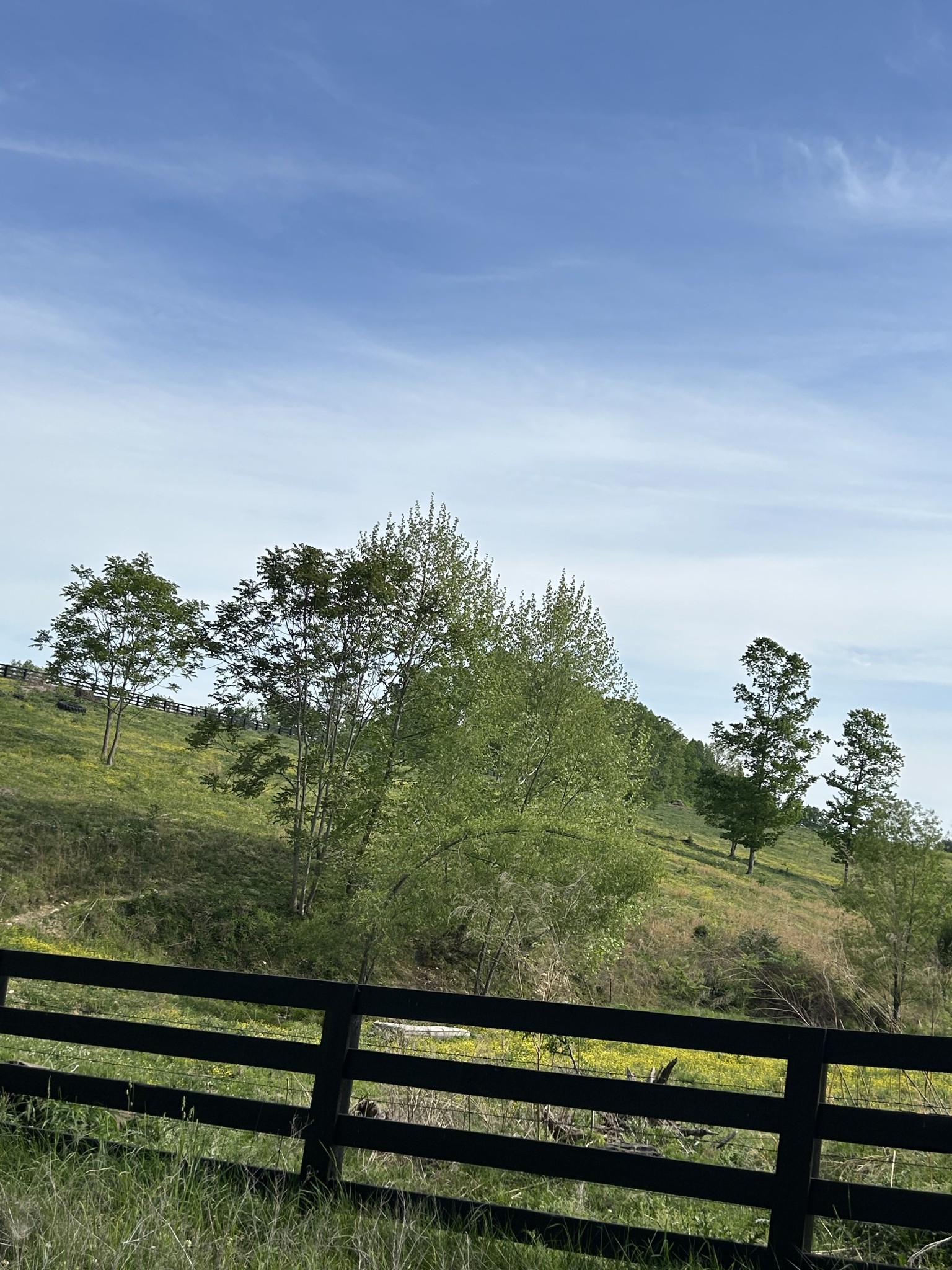 7810 Oscar Green Road Primm Springs, TN 38476 - Photo 3 of 13 a view of a yard