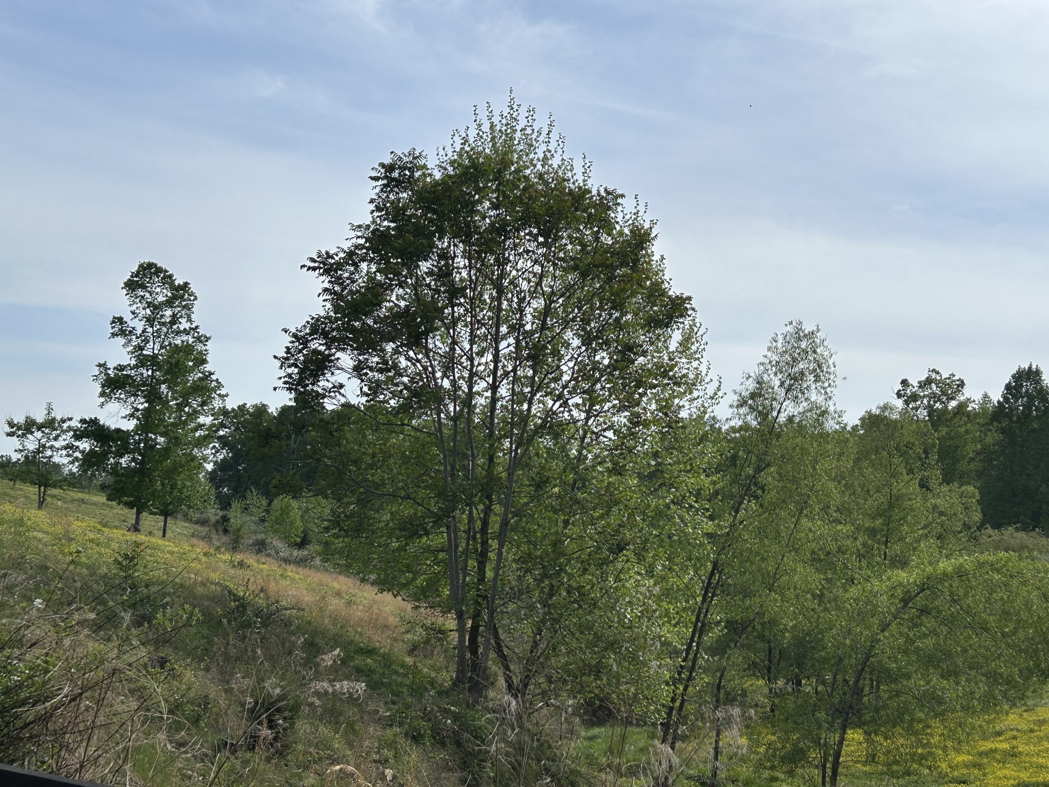 7810 Oscar Green Road Primm Springs, TN 38476 - Photo 5 of 13 a view of a city with lush green forest