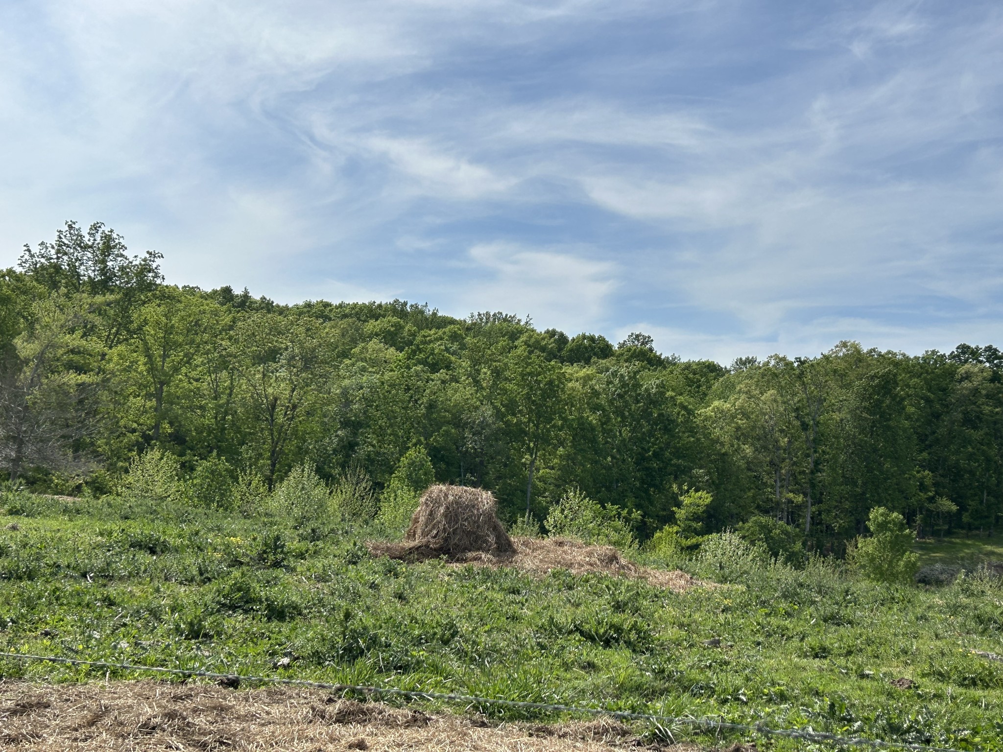 7810 Oscar Green Road Primm Springs, TN 38476 - Photo 7 of 13 a backyard of a house with lots of green space