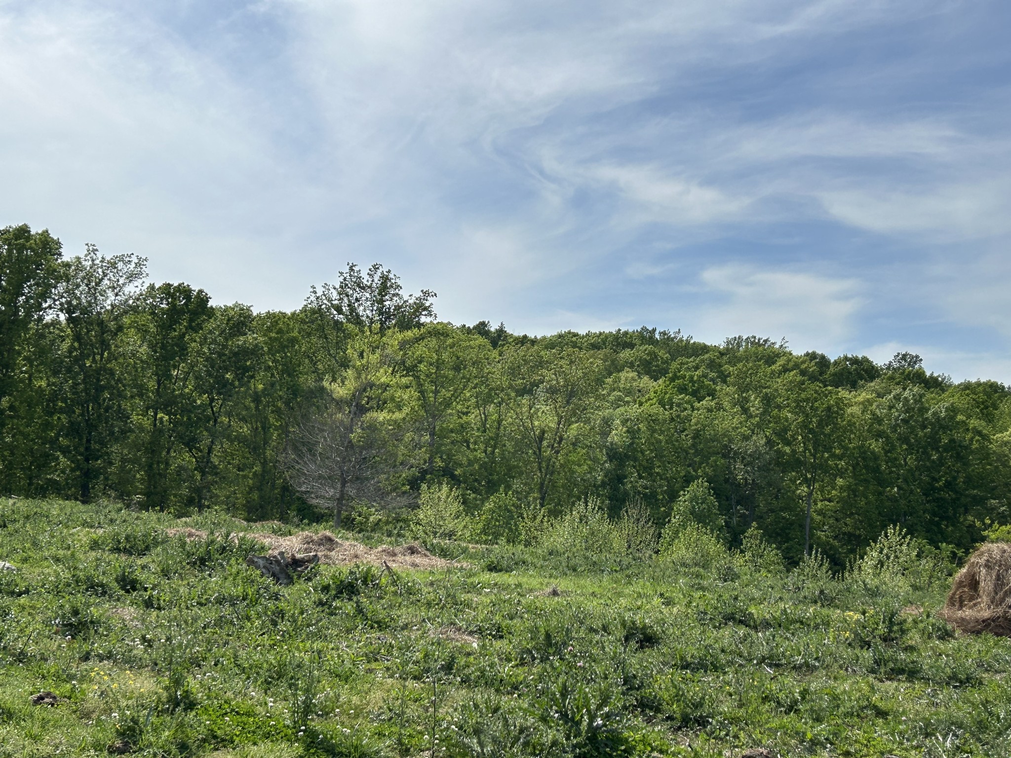 7810 Oscar Green Road Primm Springs, TN 38476 - Photo 8 of 13 a view of a green field with lots of bushes