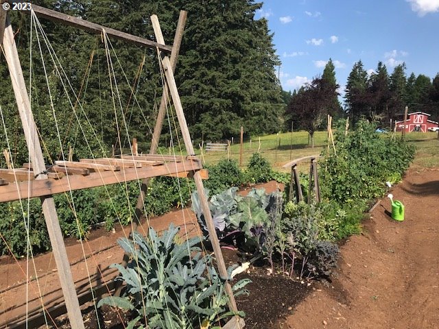 77914 Chisholm Trail Road Cottage Grove, OR 97424 - Photo 32 of 41 a view of a backyard with plants
