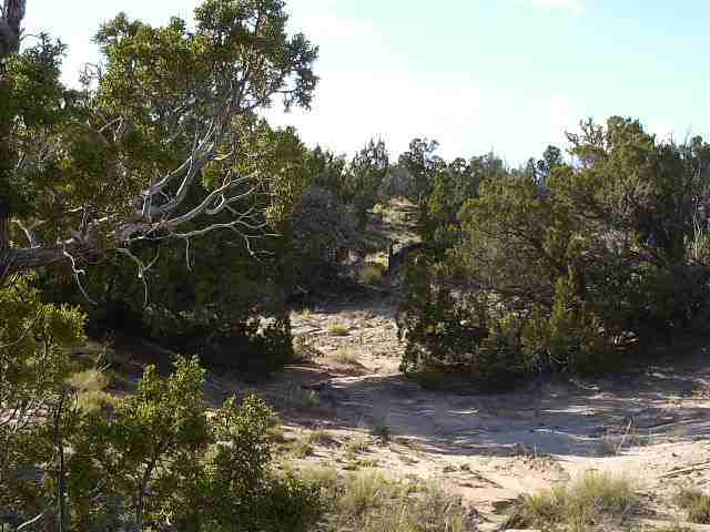 17 Sec 35 T18n R28e St. Johns, AZ 85936 - Photo 4 of 5