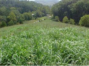 0 West Old Midway Road Midway, TN 37809 - Photo 3 of 8 Photo 3
