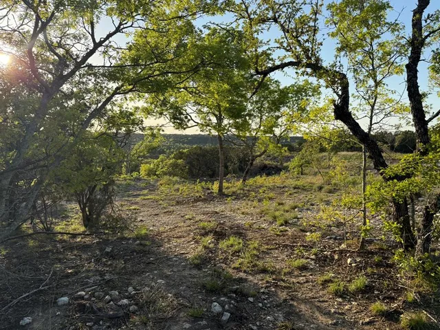 a view of a tree in a yard