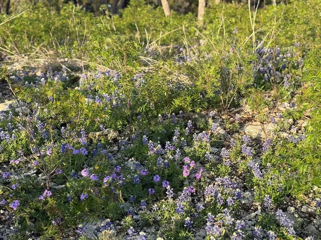 a view of a lake with houses