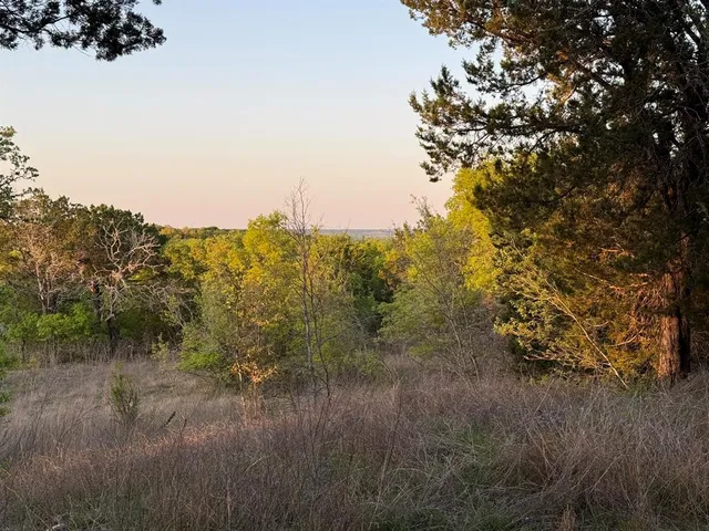 a view of a bunch of trees