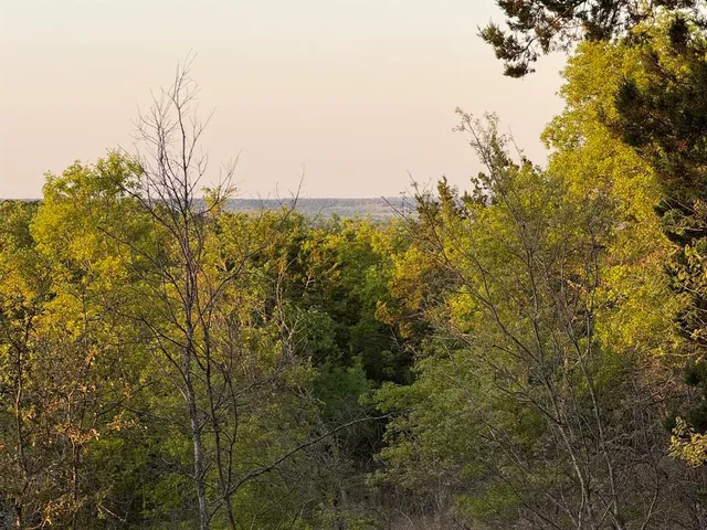a view of a tree in a yard