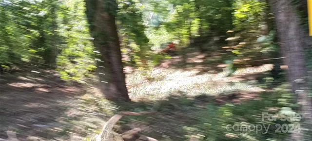 a view of a forest with trees in the background