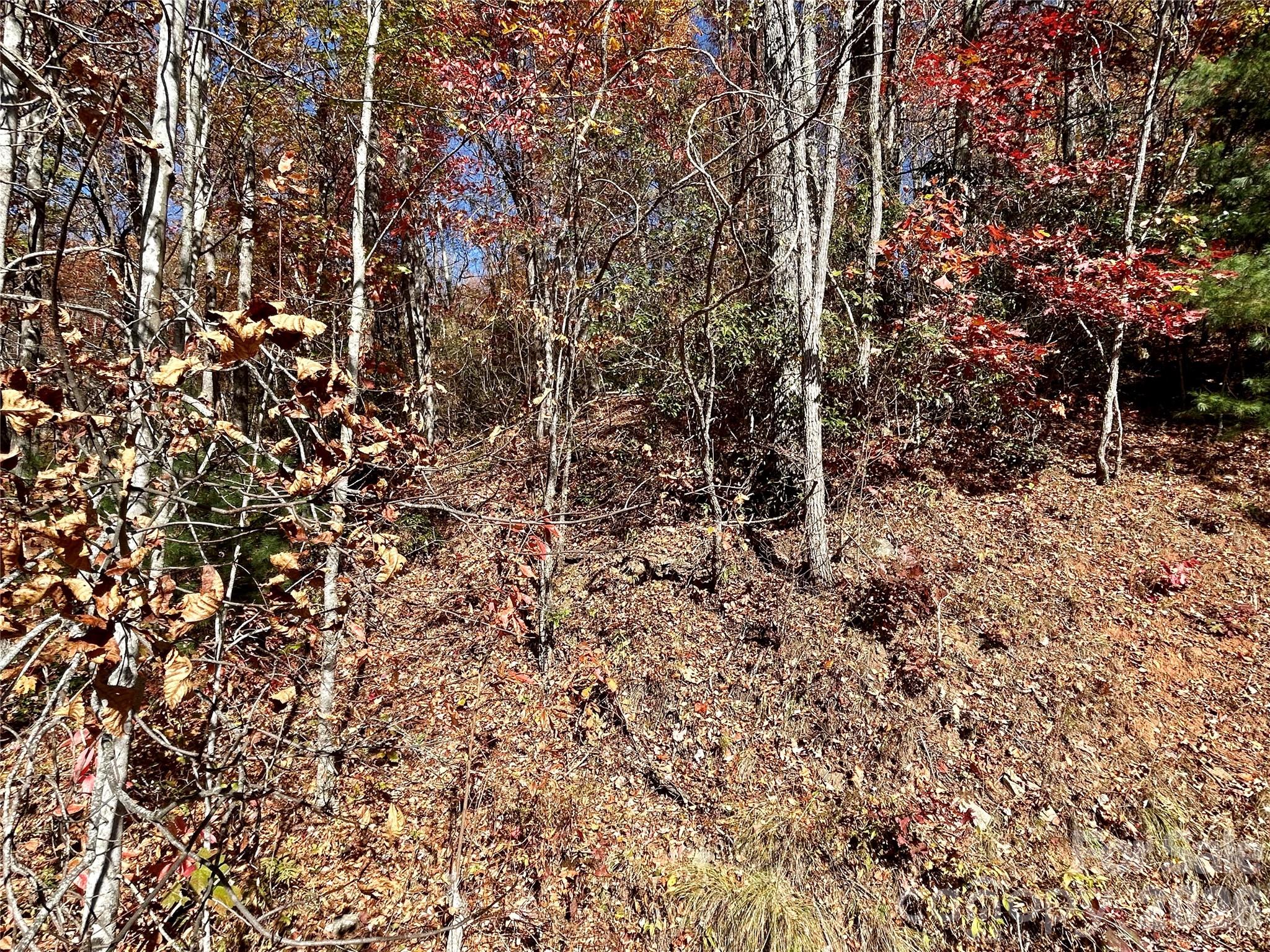 0 Grizzly Ridge, Unit 57 Bryson City, NC 28713 - Photo 4 of 5 a view of a yard with a tree