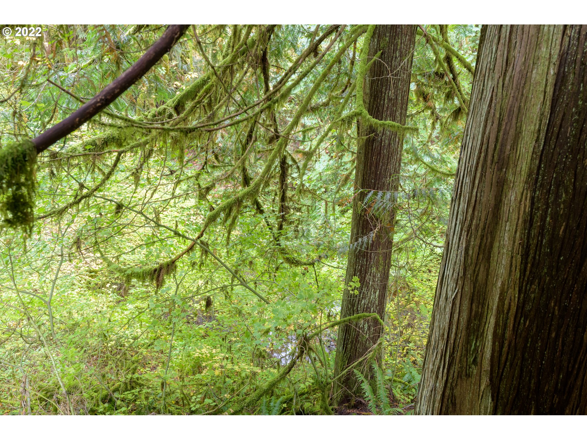 69947 East E Highway, Unit 5 Rhododendron, OR 97049 - Photo 15 of 31 a map view of multi story tree