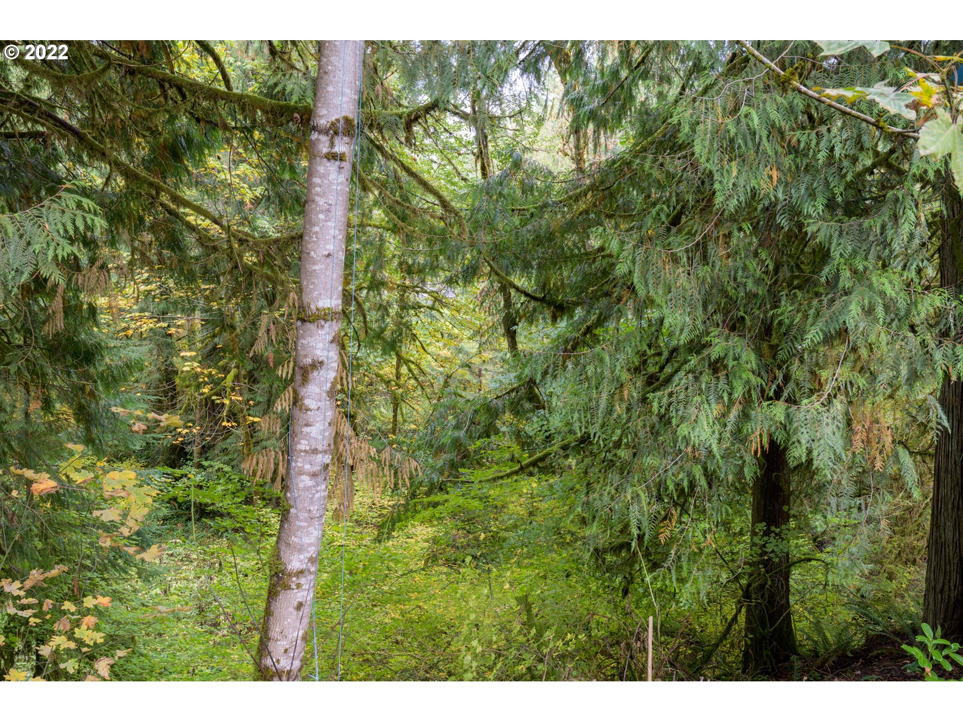 69947 East E Highway, Unit 5 Rhododendron, OR 97049 - Photo 16 of 31 a view of a forest