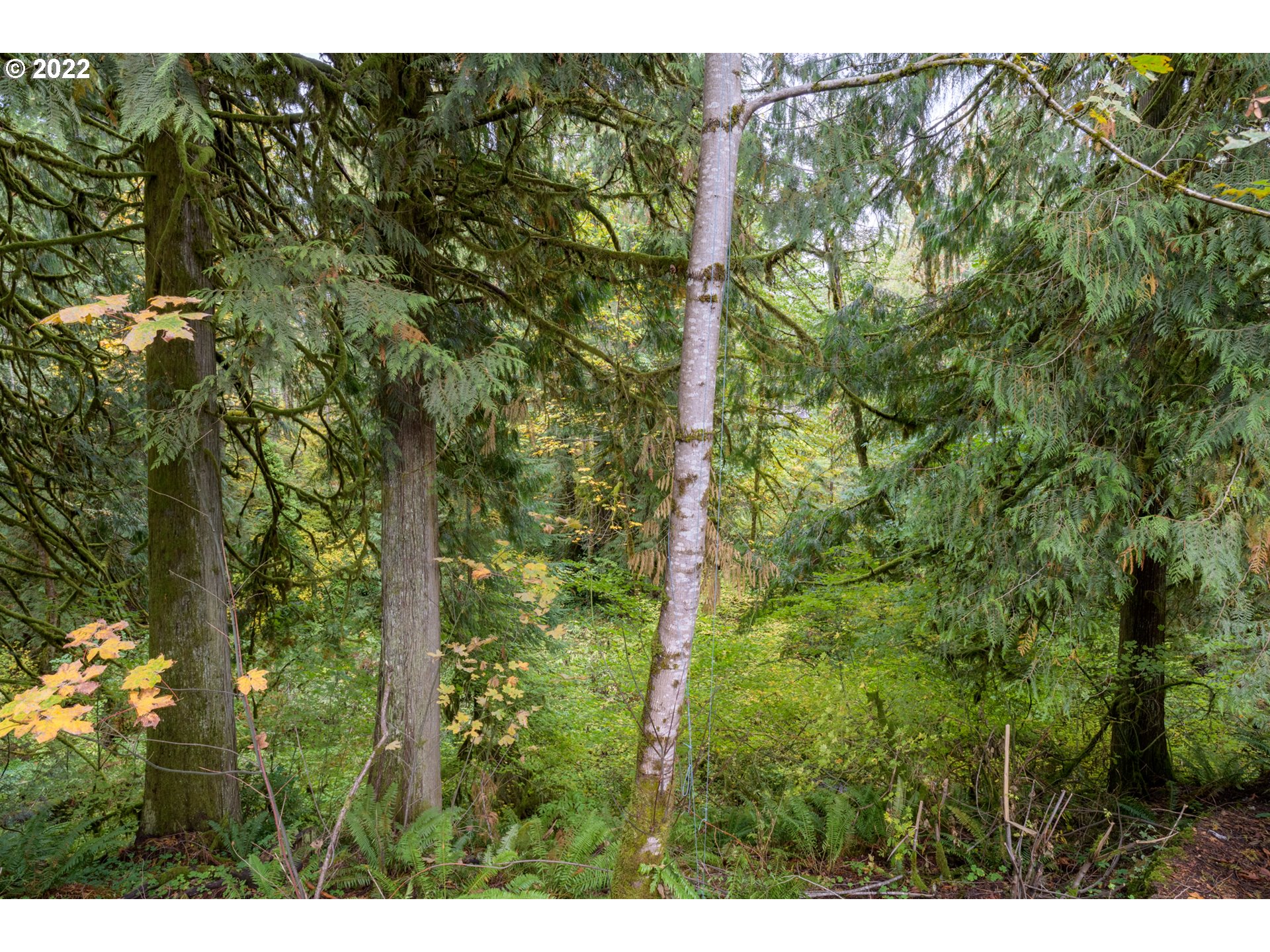 69947 East E Highway, Unit 5 Rhododendron, OR 97049 - Photo 17 of 31 a view of a forest