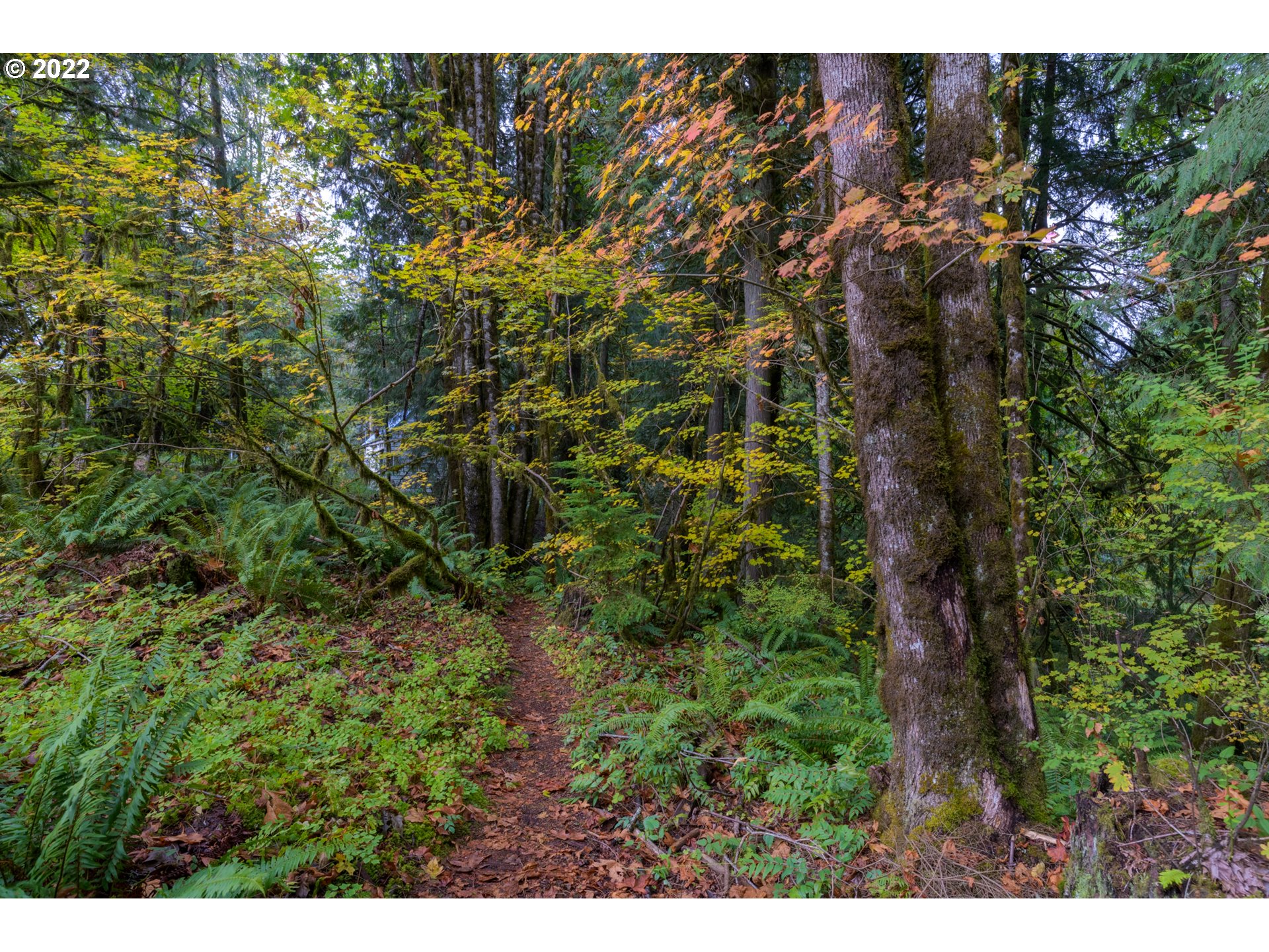 69947 East E Highway, Unit 5 Rhododendron, OR 97049 - Photo 31 of 31 a view of a bunch of trees