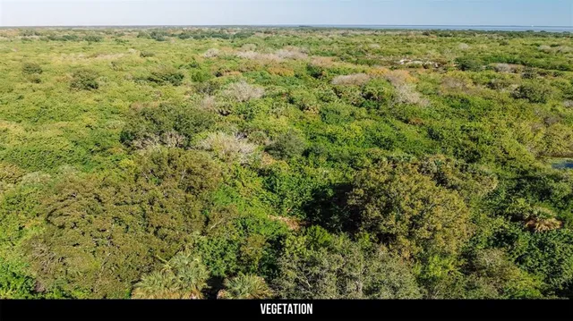 a view of a forest with a street
