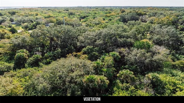 a view of a forest with a street