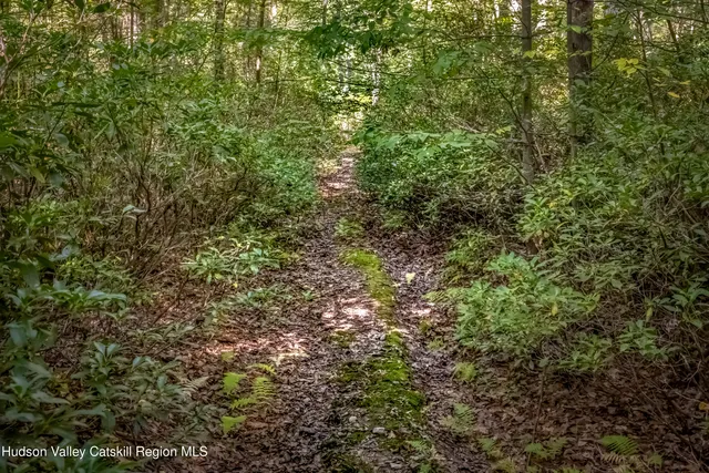 a view of a lush green forest
