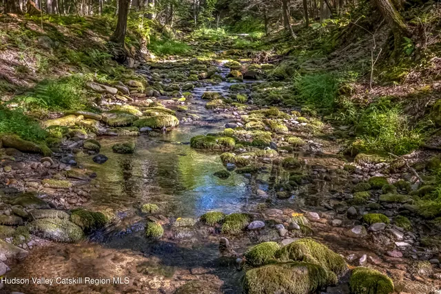 a view of a yard with plants and trees