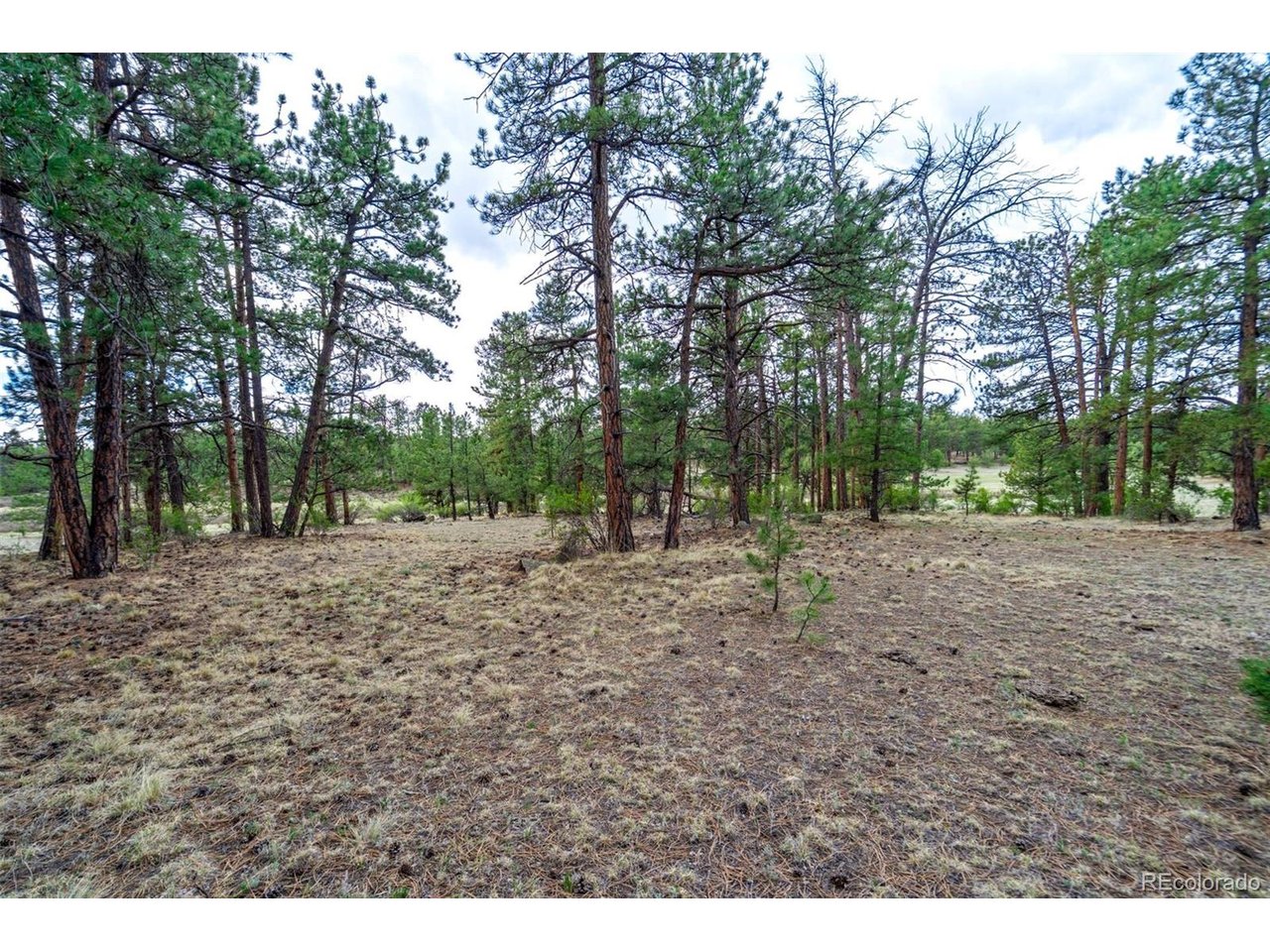103 Doe Valley Road Guffey, CO 80820 - Photo 10 of 46