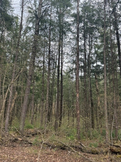 0 Peterson Road Hayward, WI 54843 - Photo 13 of 14