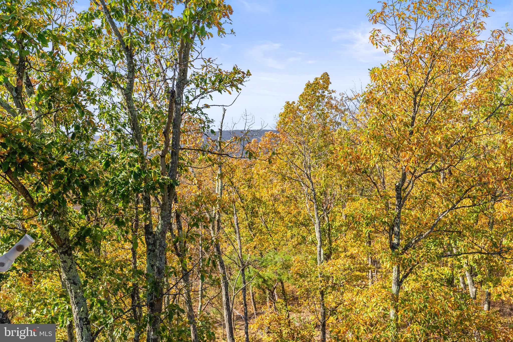 1631 Back Mountain Road Winchester, VA 22602 - Photo 76 of 86 Surrounded by gorgeous mature trees