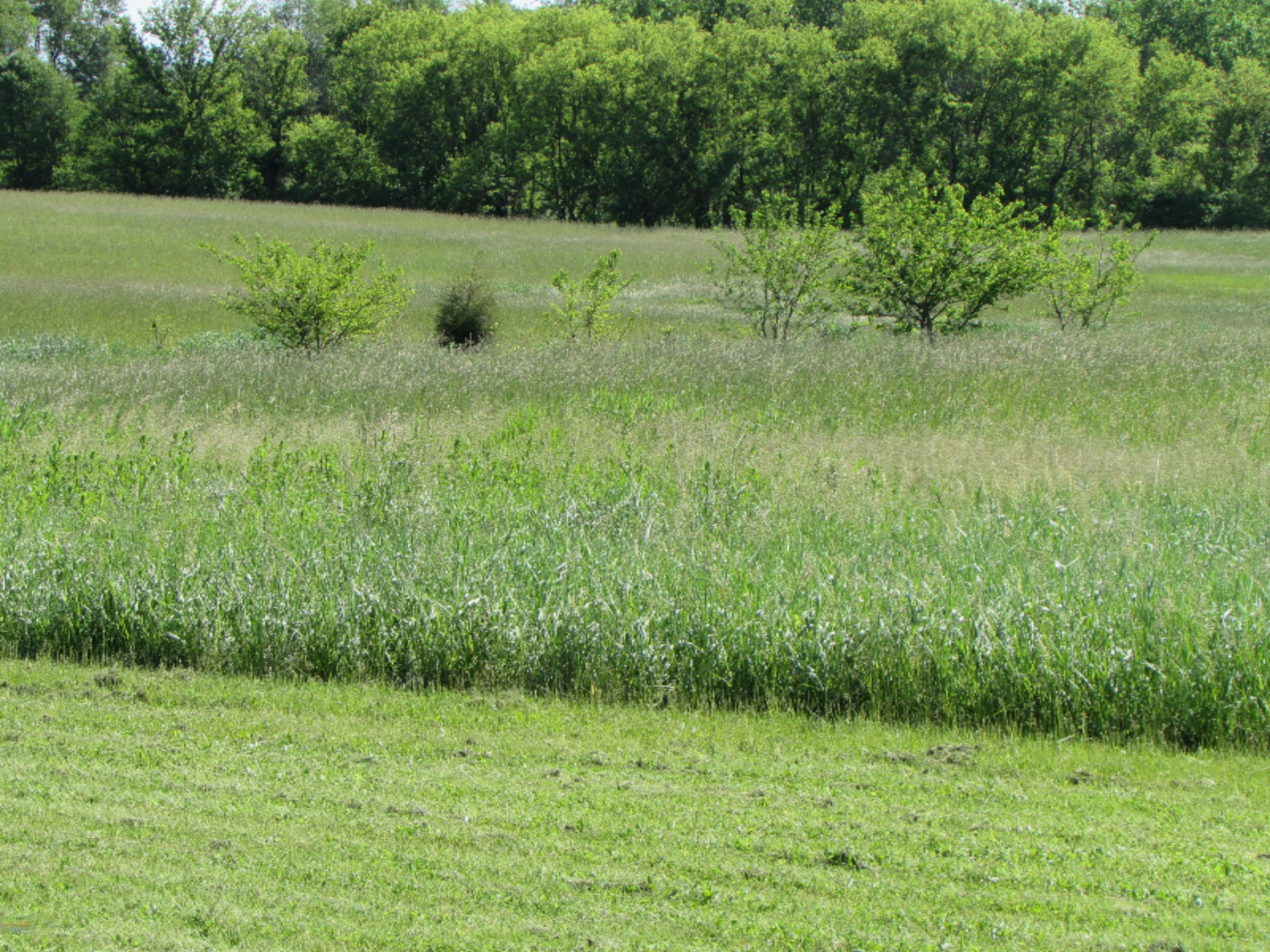 885 South Fremont Road Montgomery, MI 49255 - Photo 31 of 35 IMG_4740