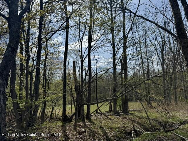 Tbd Tbd Park Road Prattsville, NY 12468 - Photo 5 of 9 a view of a forest filled with trees