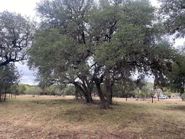 a view of a yard with a tree