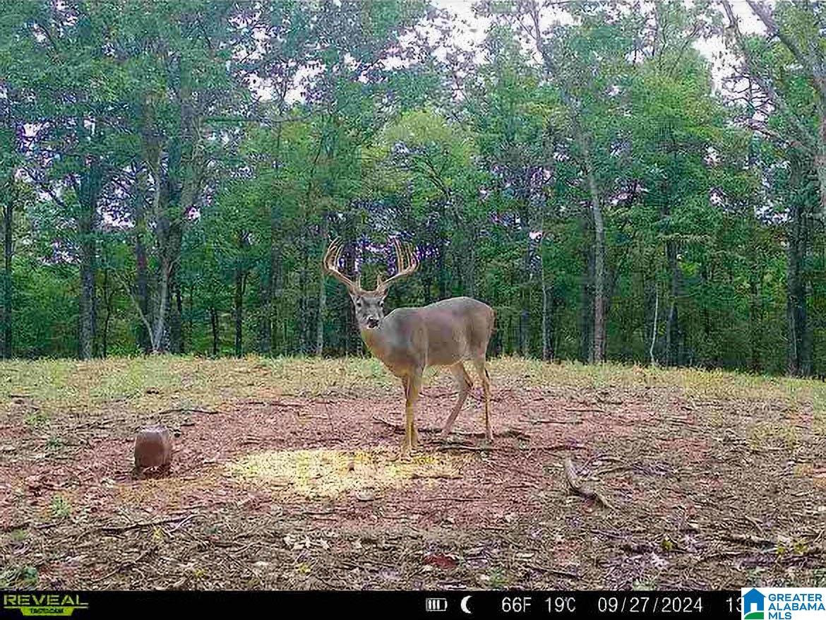 4245 Union T Road Talladega, AL 35160 - Photo 82 of 87