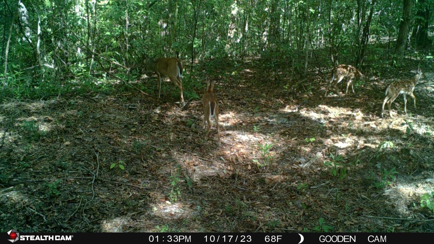 23.5-ac 23.5-ac Rosin Ridge Road Red Level, AL 36474 - Photo 15 of 37 Gallery Image 15