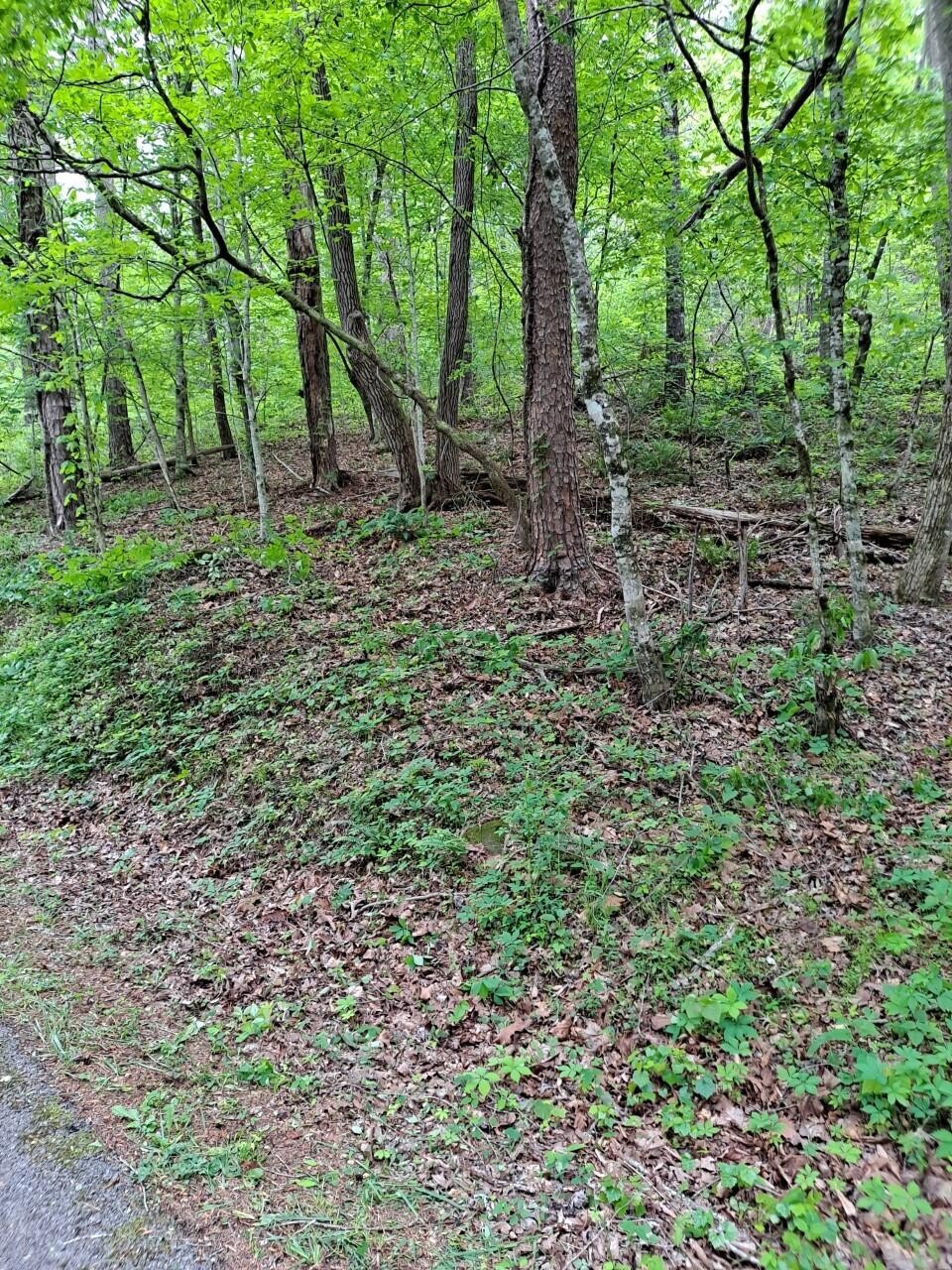0 Childers Creek Road Reliance, TN 37369 - Photo 2 of 3 a big yard with lots of green space and deers